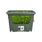 green basics stack & grow large blad groen